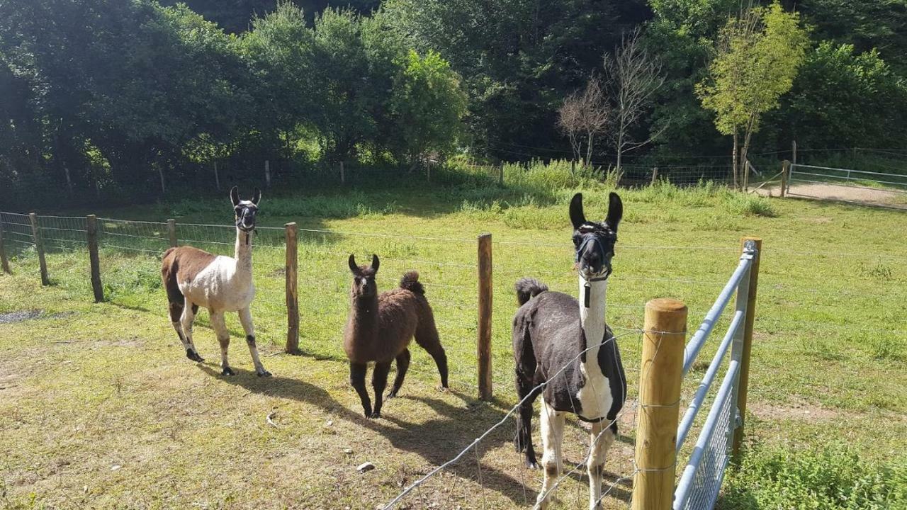 La Ferme Des Andes - Gite L'Atelier Quins Dış mekan fotoğraf