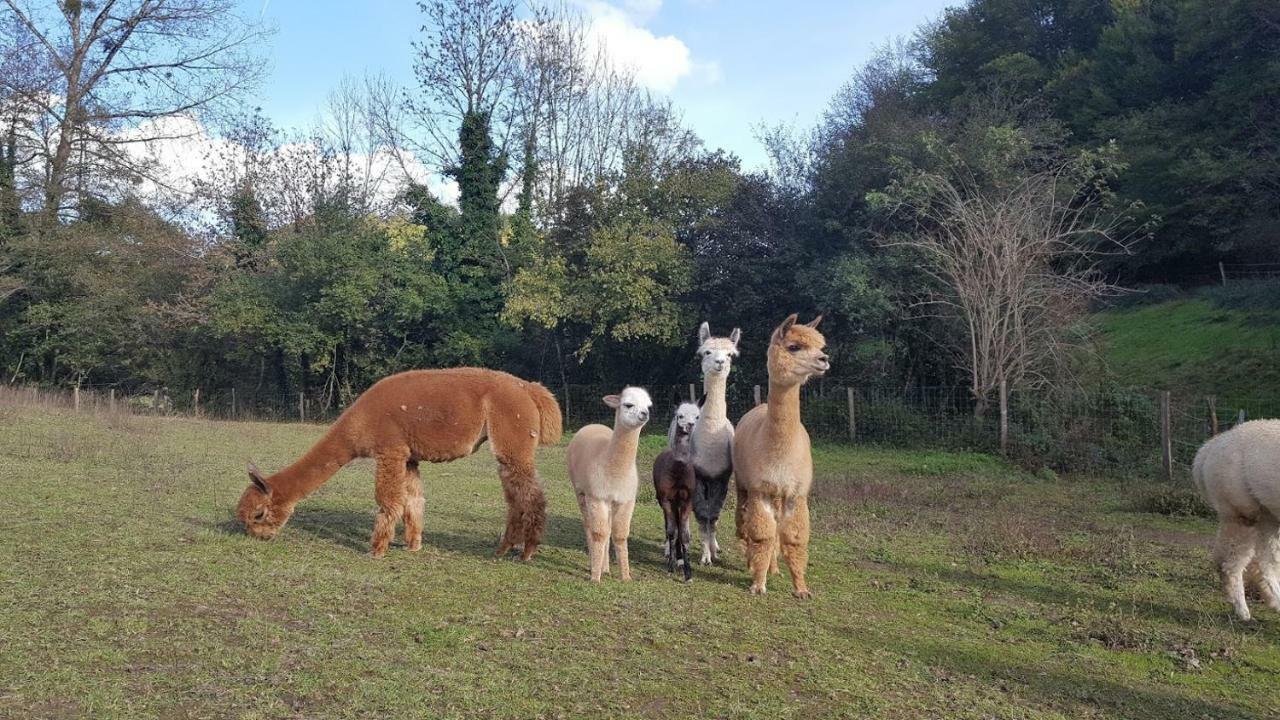 La Ferme Des Andes - Gite L'Atelier Quins Dış mekan fotoğraf