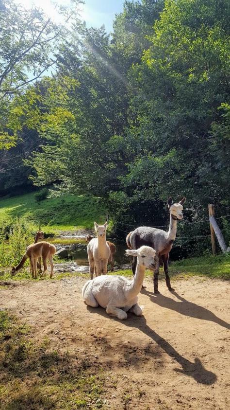 La Ferme Des Andes - Gite L'Atelier Quins Dış mekan fotoğraf